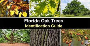 types of florida oak trees with their