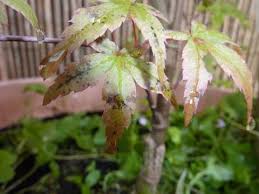 problems with anese acer leaves