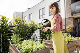 Woman Watering Fresh Herbs Growing