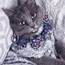 Image result for cats dressed in denim