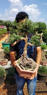 Growing And Caring For Your Bonsai