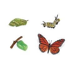 Safariology Life Cycle Of A Monarch Butterfly
