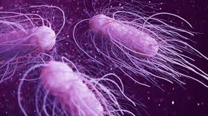 A salmonella outbreak has been puzzling health investigators for weeks, with no real source in sight. Cdc Salmonella Outbreak With 125 Sick In 15 States What Is The Cause