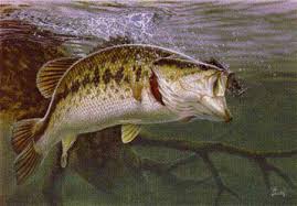 Image result for largemouth bass