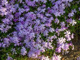 creeping phlox plants