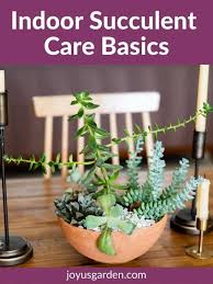 Indoor Succulent Care The Basics Of