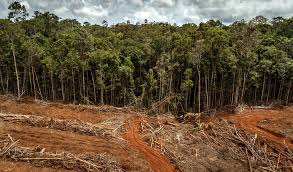 Resultado de imagen de fotos de la deforestación por el aceite de palma