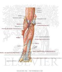 Their main function is mobility of the body as a whole reflects the activity of the skeletal muscles, which are responsible the tibialis anterior is a superficial muscle on the anterior leg; Arteries Nerves And Muscles Of Upper Limb Anterior View Muscles Of Forearm Deep Layer Anterior View