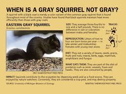 Black Squirrels In Michigan Popping Up In More Places