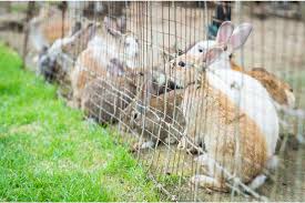 how to get rabbits out of your yard