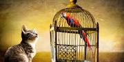Image result for The dead parrot