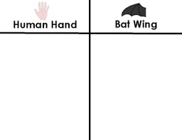 Bat Unit Materials Human Hand And Bat Wing Comparison Chart