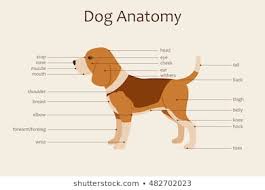 Royalty Free Dog Anatomy Stock Images Photos Vectors