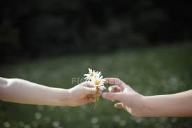 Primer plano de la mano entregando flores — luz solar, Dando - Stock Photo  | #458053880