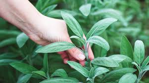sage herb know how it benefits your