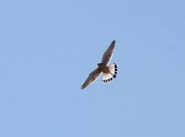 冬空を舞う: 鳥 とり 観察記