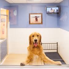 a luxury pet hotel where dogs love to