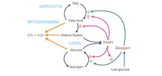Ketotic hypoglycemia, which usually affects small, thin children . Crossfit An Introduction To Metabolism
