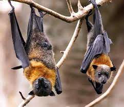 bats dying from white mold syndrome