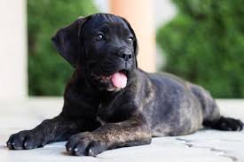 One of the largest and most protective breeds in the world, cane corsos are physically. Cane Corso Steckbrief Hundehaftpflicht Check24