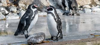 Finns det pingviner i Slottsskogen?