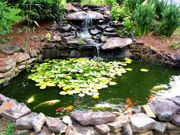 how to make a beautiful goldfish pond