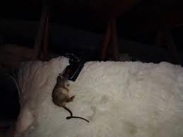 dead rat removal inside a house