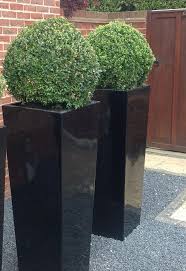 Buxus Ball In Tall Planter New Leaf