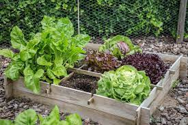 vegetable gardening for beginners how