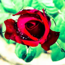 red rose dew drops anurva art