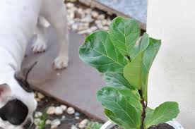 are fiddle leaf figs toxic to dogs 2023