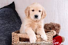 Beautiful golden retriever and newfoundland mix puppies fluffy and beautiful first shots and dewormed males and females both parents akc registered call or text 513 592 9339 $600 cash. Akc Golden Retriever Champion Line Male Puppy Columbus Golden Retriever Dogs Puppies Ohio Dog Breeders Gallery