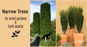 10 Narrow Trees For Small Gardens And
