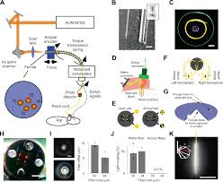 multichannel optogenetics combined with