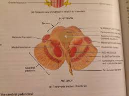 Brainstem nuclei serve a similar purpose, as they are the central networks through which nerve cells and nerves originate and perform their the brainstem is the most primitive portion of the brain. Mesencephalon Tectum Google Zoeken