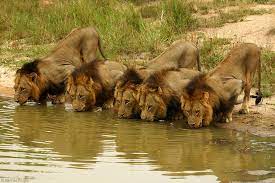 meet the lion coalitions prides of