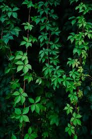 leaves plant green gs vine