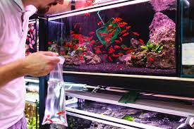 How to find the best aquarium shop near you. Aquatic Pet Shop Near Me Off 79 Www Usushimd Com