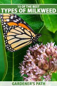 milkweed for monarch erflies