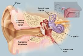 Picture Of The Ear Ear Conditions And Treatments