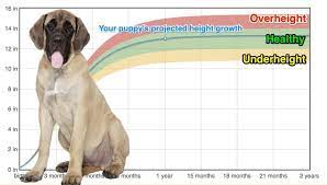 english mastiff height growth chart
