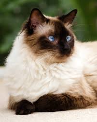 Pick several favorites and try them out on your new cat or kitten. Himalayan Cat Names We Re All About Cats