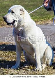 It is a pure breed dog. Alabai Dog Canstock