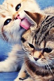 Kucing adalah binatang dalam kategori karnivor mamalia. Gambar Kucing Cute Wallpaper Muat Turun Ke Telefon Bimbit Anda Dari Phoneky