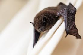 how to get a bat out of your house and