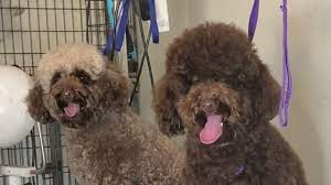 grooming two chocolate toy poodles