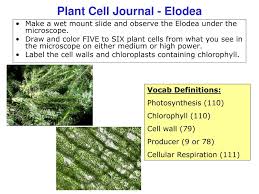 ppt plant cell journal elodea