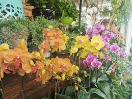 Best tips to buy indoor plants and trees from nursery near me. 13 Plant Nurseries In Singapore For All Your Gardening Needs Sorted By Location