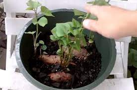 growing sweet potatoes in 5 gallon