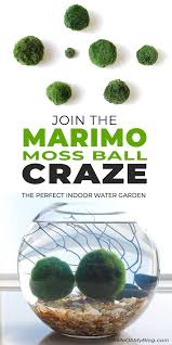 Join The Marimo Moss Ball Craze The